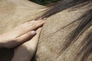 Massage beim Pferd