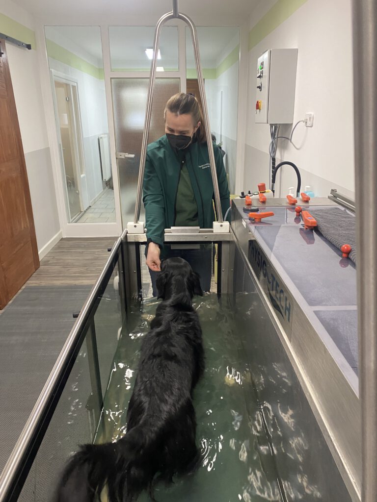 Die Arbeit auf dem Unterwasserlaufband ist eine gelenkschonende Therapiemethode, um den Hund beim Muskelaufbau zu unterstützen.